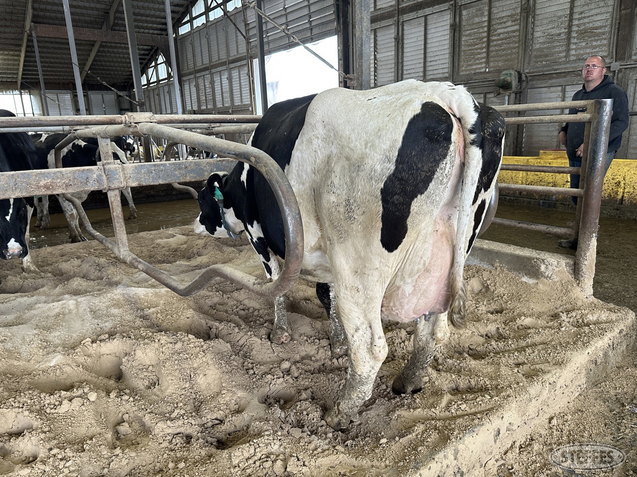 Holstein Cow  12028